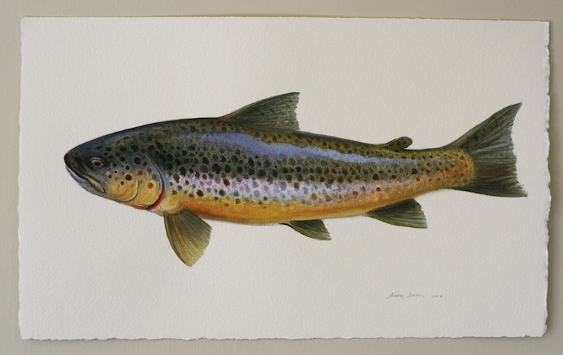 Nicolas Dillon | Reflections,  Brown Trout| Watercolour  | McAtamney Gallery | Geraldine NZ